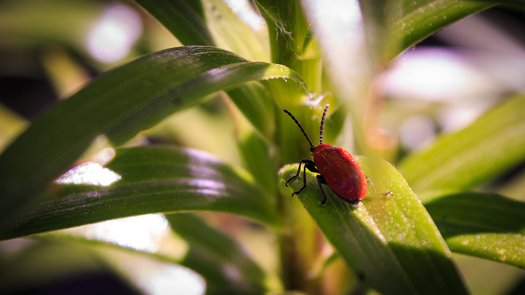 Scarlet lily beetle