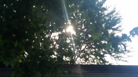 Sun through trees