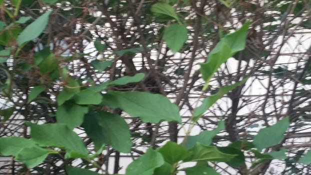 Female Cardinal in nest 