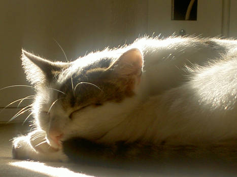 Saphira in the Sun I