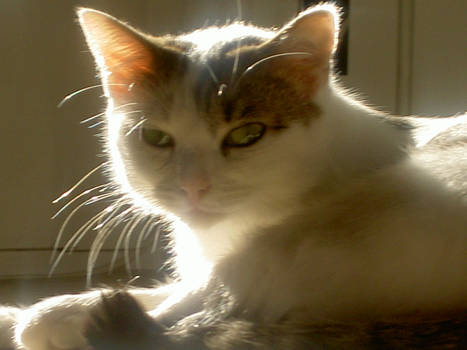 Saphira in the sun II