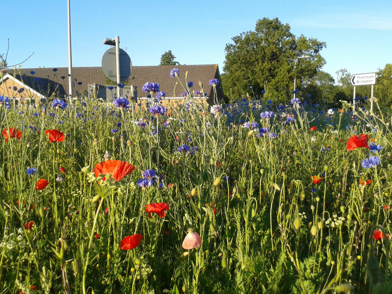 The wildflower roundabout