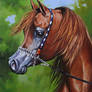 Arabian Horse ,, oil painting on canvas