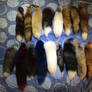 Tail Collection 14/1/15