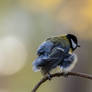 Fluffy Great tit