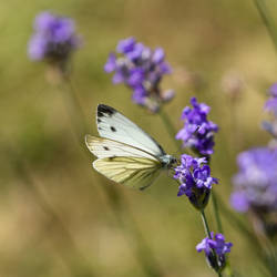 Large White and Lavender