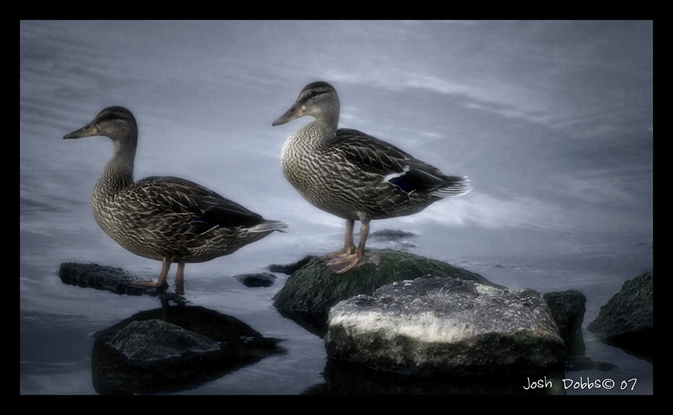 Ducks on Rocks