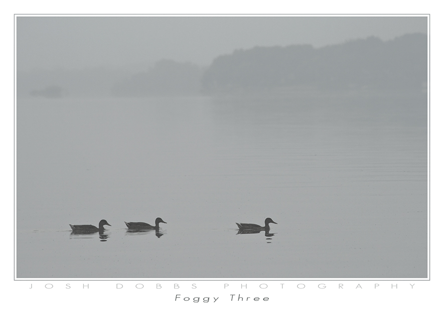 Foggy Three