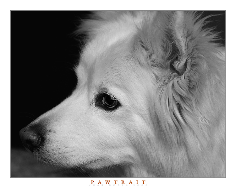 Pawtrait