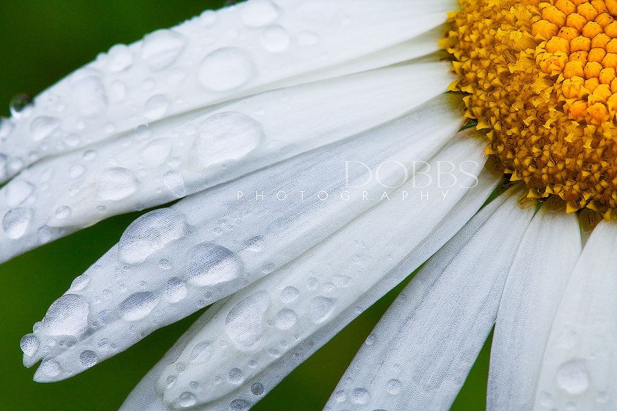 Wet Petals