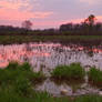 Marsh Puddles