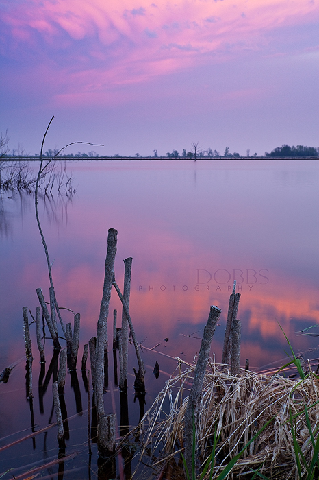 Horicon Marsh Sticks