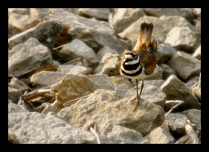 Killdeer