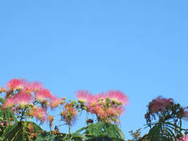 Summer sky