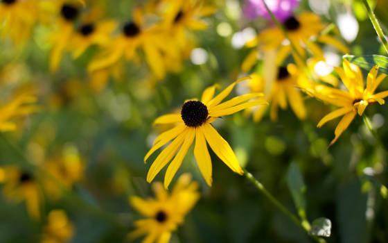 Summer flower