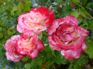 Three roses.