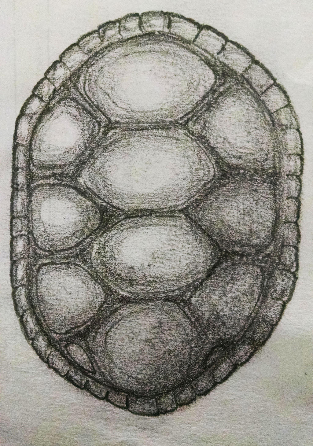 Turtle Shell Doodle by johnnycury on DeviantArt