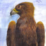 Watercolour Golden Eagle
