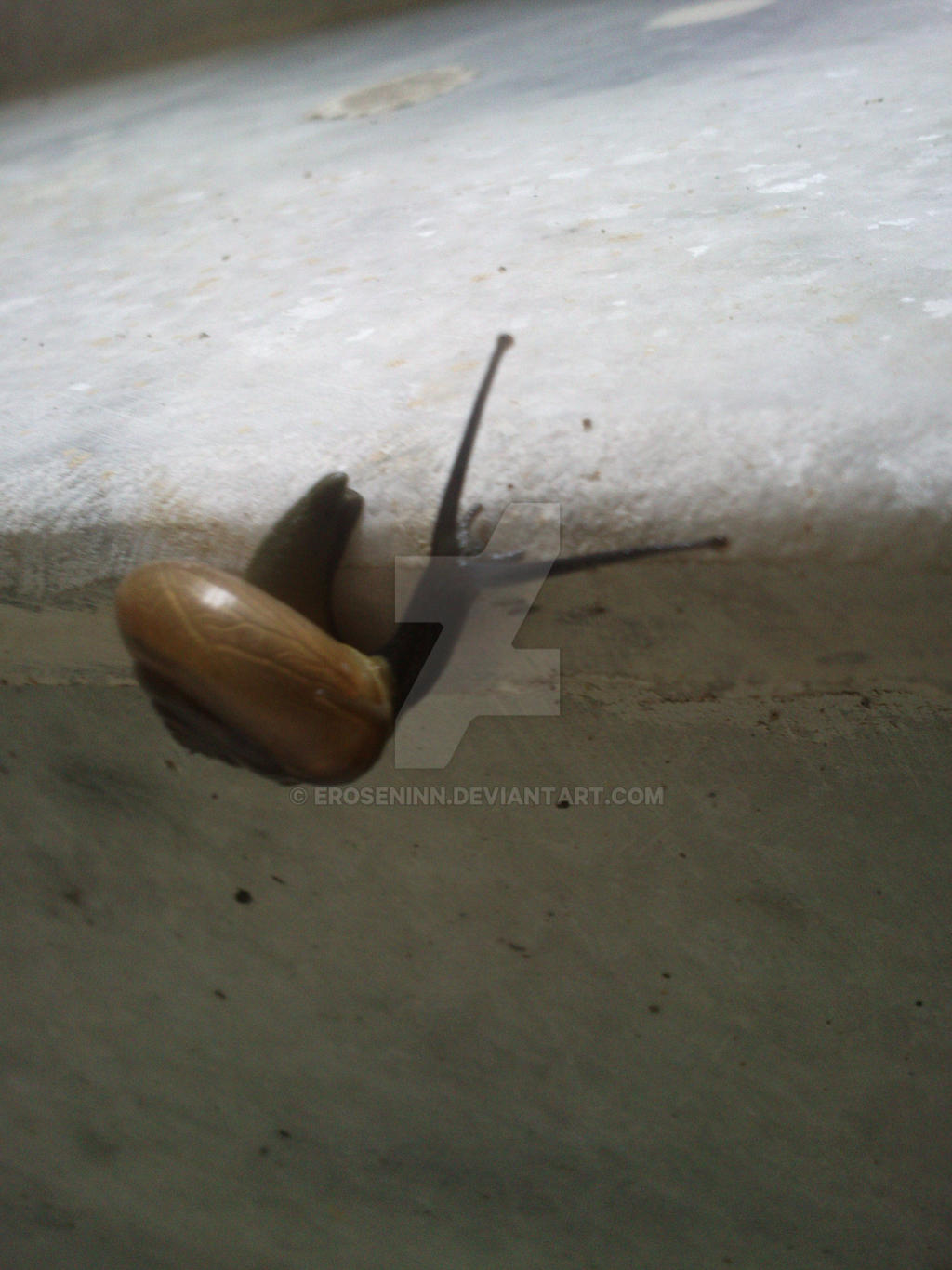 Snail on the steps 2