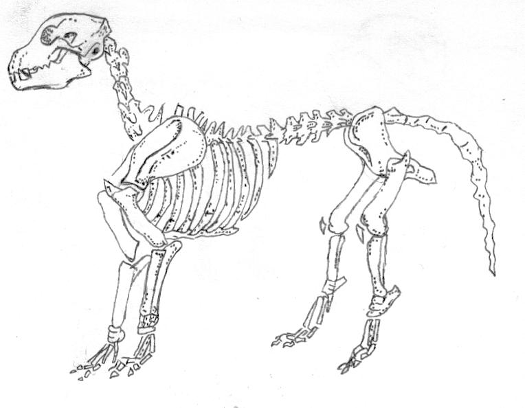 Squelette De Chien By Angesdechus1 On Deviantart Squelette De Chien By Angesdechus1 On Deviantart
