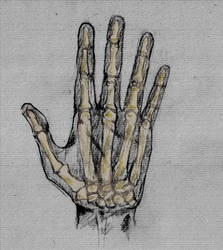 Hand anatomy