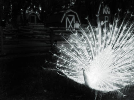 white peacock