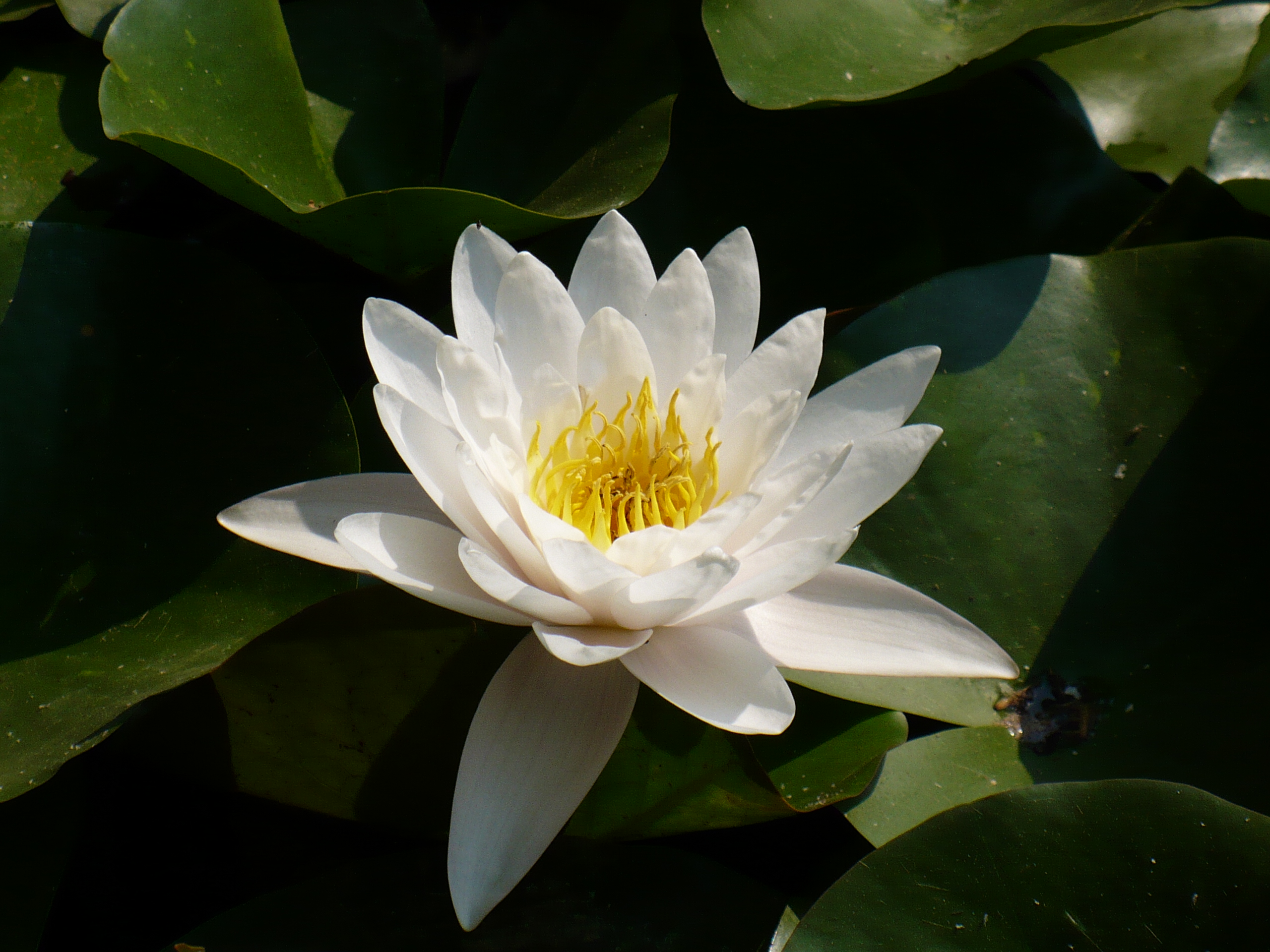 Water lily