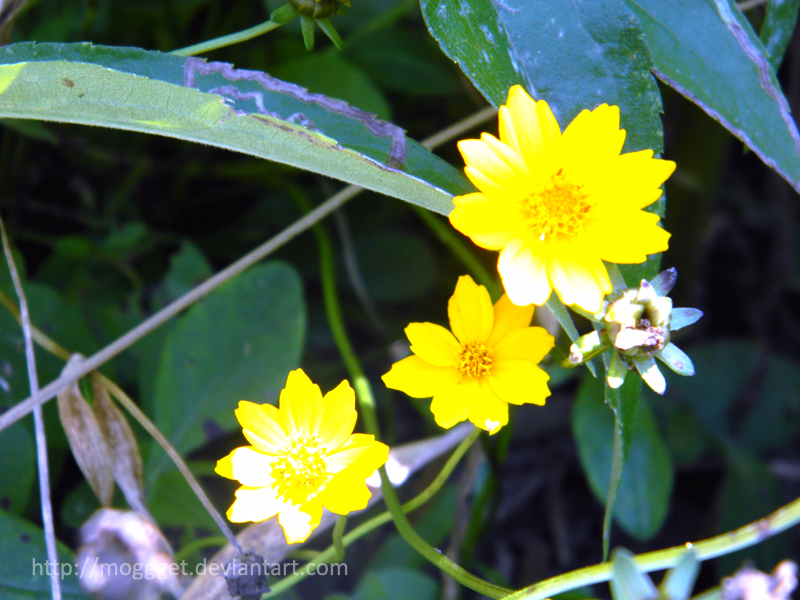 yellow flowers