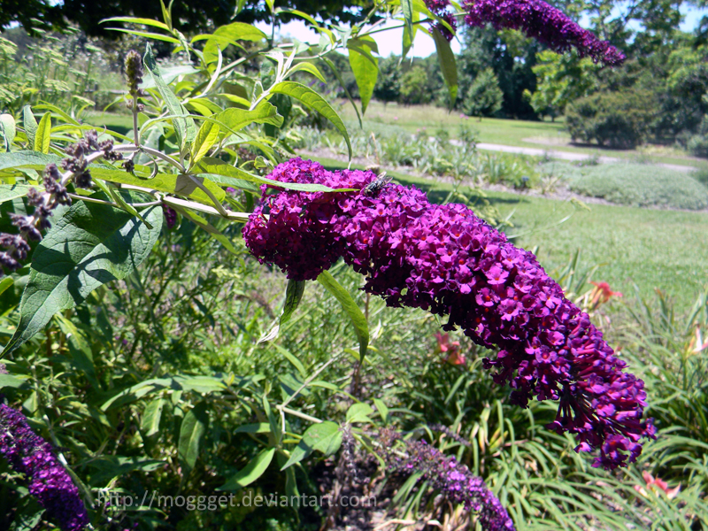 Purple Flower 3