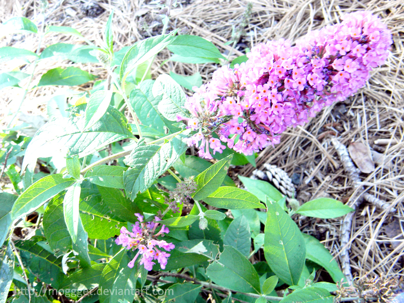 ButterflyBush