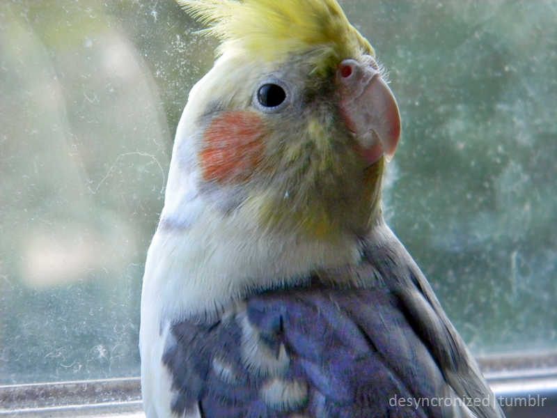 Bernie the Cockatiel 2