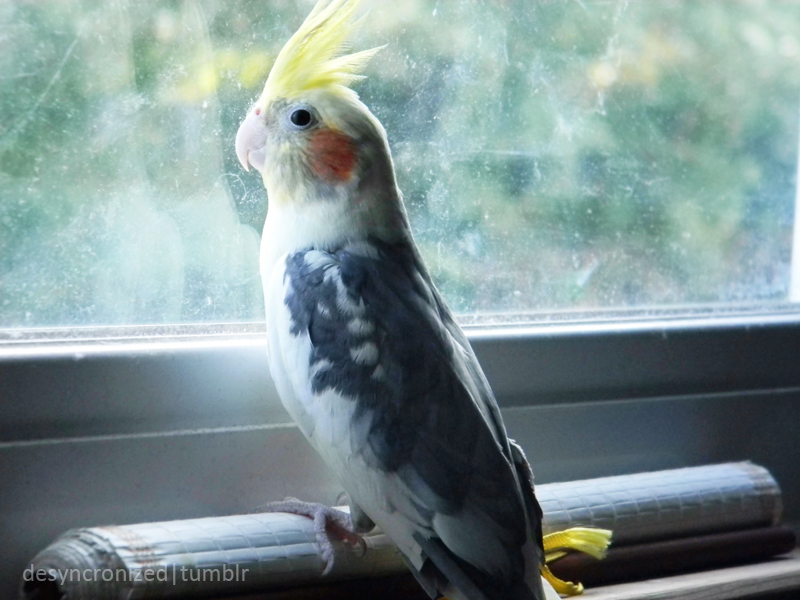 Bernie the Cockatiel 3