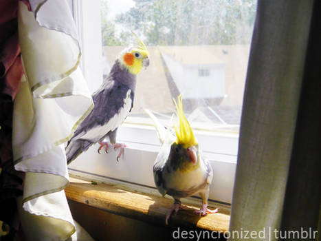 Cockatiels