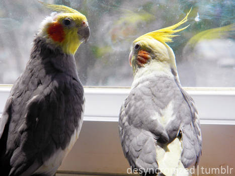 Cockatiels 3