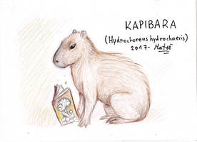 Picture 2- Capybara (Hydrochoerus hydrochaeris)