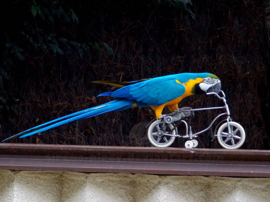 Parrot riding bike