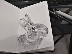 Bunny