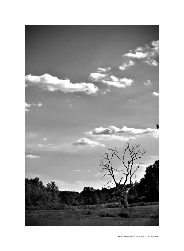 BARE LIMBS