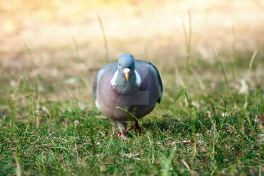 Common wood pigeon