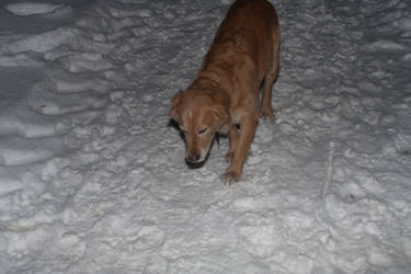 Golden in the snow