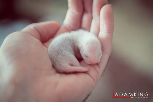 Ferret Baby