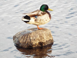 Duck on a rock.