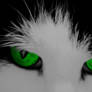 Neon cat eyes.