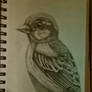 Bird on branch