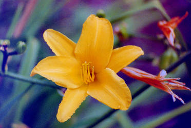 Yellow Lily