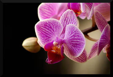 orchid