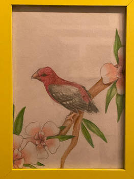 Red Avadavat