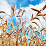 Wheat field