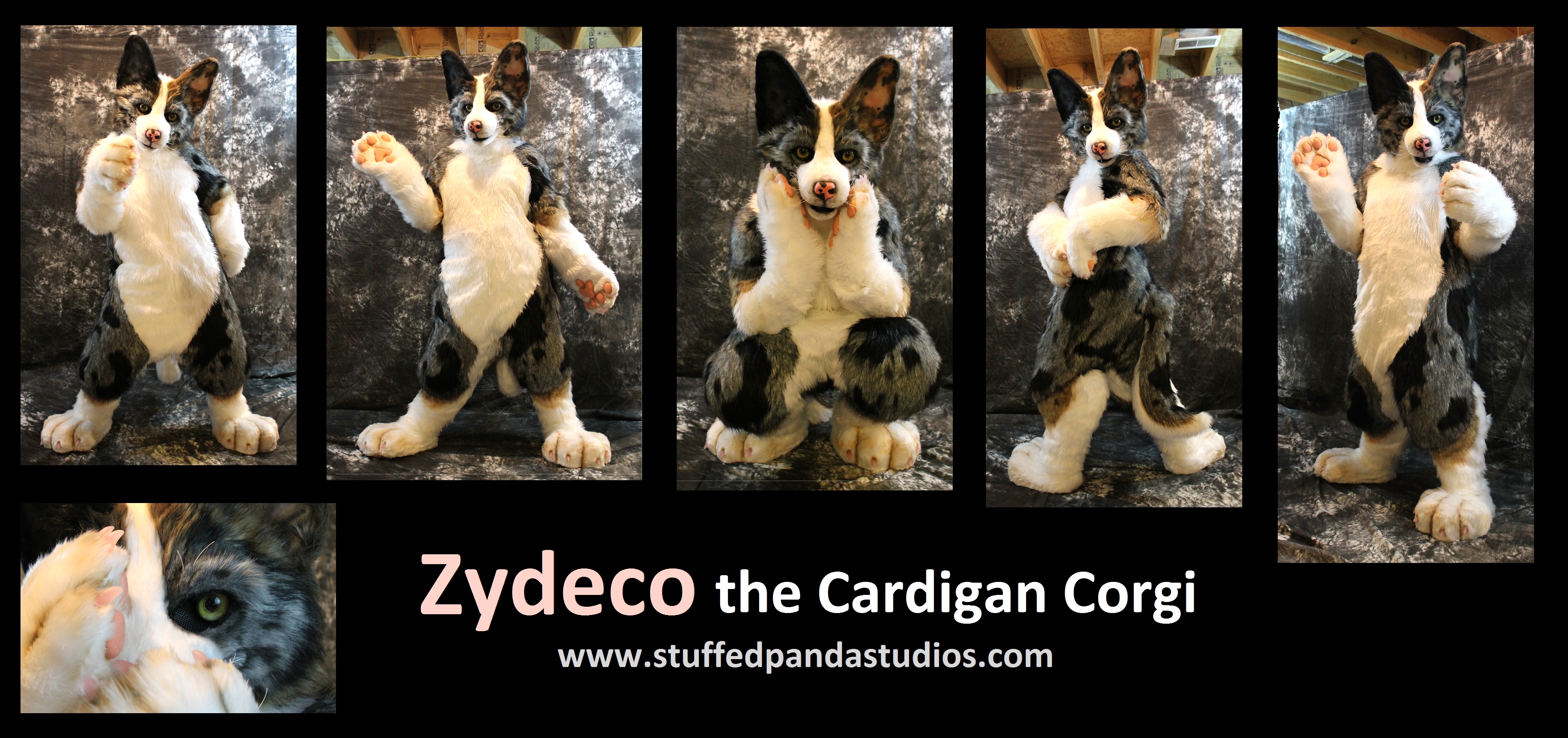 Zydeco the Cardigan Corgi