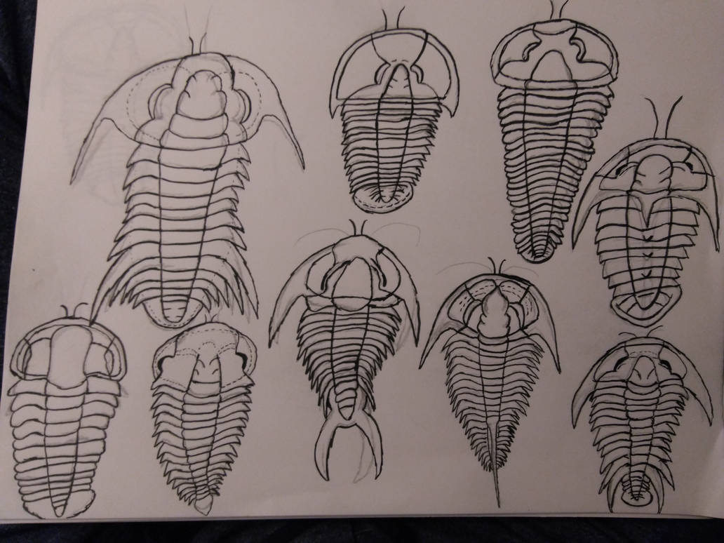 Ptychopariida trilobites by TheSirenLord on DeviantArt